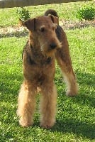 Étalon Airedale Terrier - Uysta des Lauriers du Patis