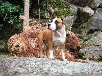 Étalon American Staffordshire Terrier - Cid the rangers
