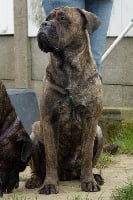 Étalon Cane Corso - La Grazia Di Dio Jeva