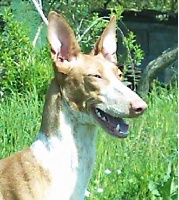 Étalon Chien de garenne des Canaries - CH. Bayra De cambholt