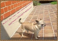 Étalon Chihuahua - Roll's du clos des Mouyssoux