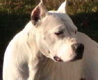 Étalon Dogo Argentino - U'baguera de La chevauchée sauvage