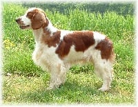 Étalon Welsh Springer Spaniel - Vic du Puech de Mauriac