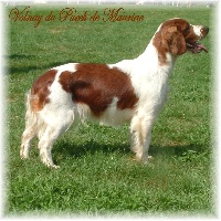 Étalon Welsh Springer Spaniel - Volnay du Puech de Mauriac