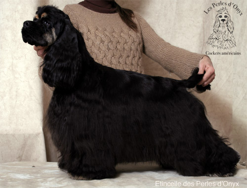 Publication : des Perles d'Onyx Auteur : Frédéric Genevey