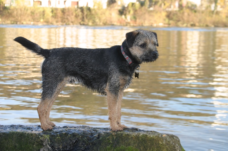 Publication : des chiboune's kyis Auteur : C. Bazetoux