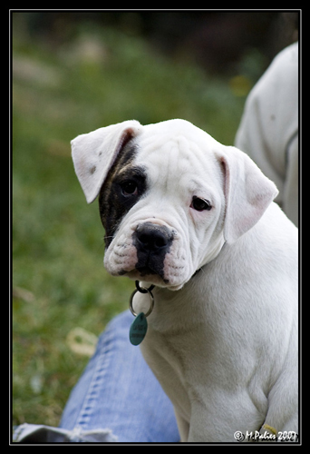 Publication : Lulu's Kennel Auteur : Magali Palies