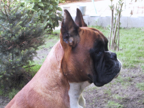 Psyché des vents de mer