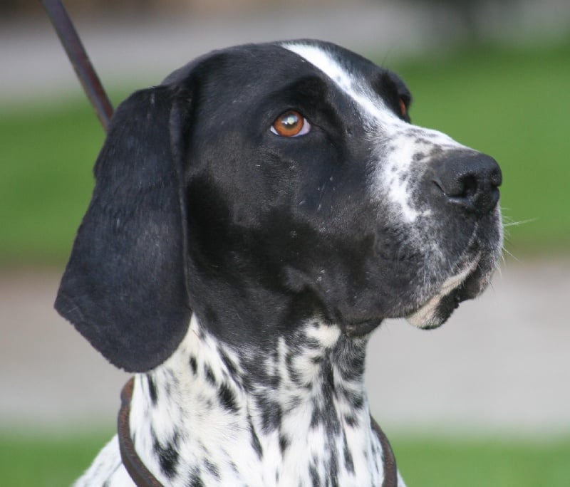 Publication : de l'écrin de la dame 