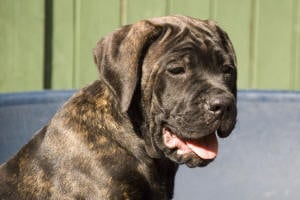 Publication : Amico Della Gente 