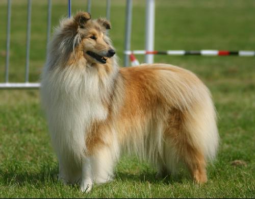 Valentine forever de la Forêt Des Aigles