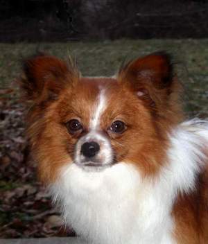 Publication : Du Paradis Sauvage De Menestruel