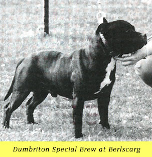 dumbrinton Special brew at berlscag