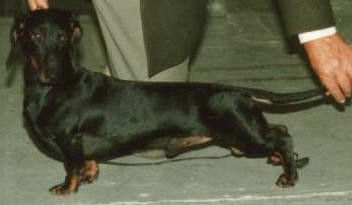 CH. Heil dachs makalu relgib's