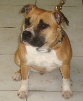 Étalon American Staffordshire Terrier - Bullyboys cheyenne the rangers