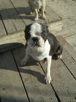 Étalon Boston Terrier - Beauty du jardin du pont du gard