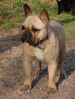 Étalon Bouledogue français - Brazzilia carnaval de la vallée des Mogwais