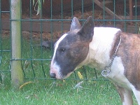 Étalon Bull Terrier - Veeneetoo's white face Of little big bull