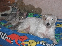 Étalon Parson Russell Terrier - Symphonie Du site corot