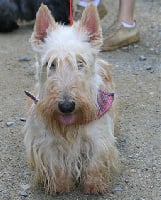 Étalon Scottish Terrier - Valentine of Penny Park