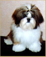 Étalon Shih Tzu - Y versace From Audrey's Paradise