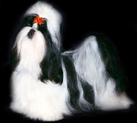 Étalon Shih Tzu - CH. Tblaxysexy From Audrey's Paradise