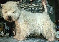 Étalon West Highland White Terrier - Very ethan du domaine du Bois Colin