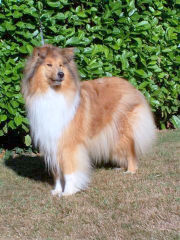 Trusty of colomber field