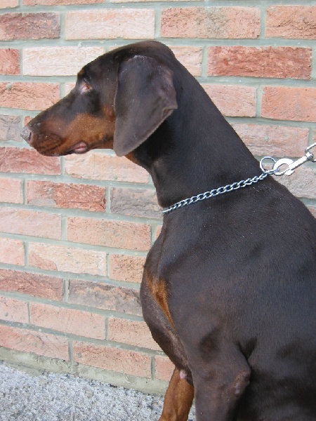 Publication : du Clos des Grognards 