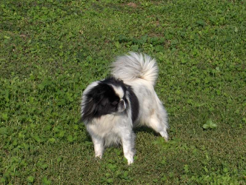 Bety-boop des bois de la bro