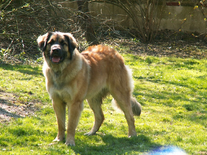 Arwen du Domaine des Dhalbergs