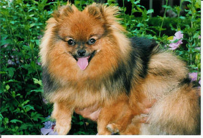 Publication : de sainte livrade Auteur : Daniel HENRY