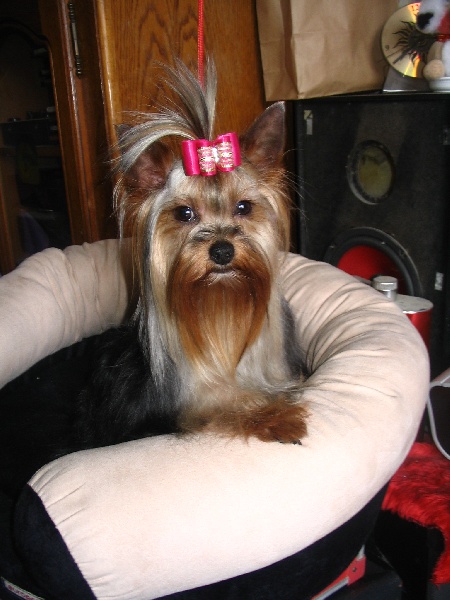 Publication : du Manoir de Leelaumarilody Auteur : Mm sylvain