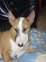 Étalon Bull Terrier - Chouchen by Quakers Family