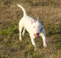 Étalon Bull Terrier - Ushuaia adventurer (Sans Affixe)