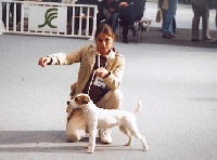 Étalon Parson Russell Terrier - De ghundaï Syzygie