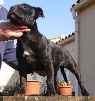Étalon Staffordshire Bull Terrier - Cayenne black gold of glowing cloud