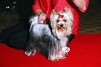 Étalon Yorkshire Terrier - U're the only one of sissi forever
