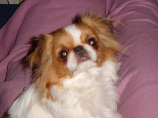 Auteur : Bodat Ghislaine