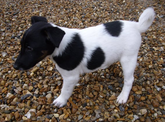 Publication : de Lubélise des Marguerites Auteur : Patrick Lefranc