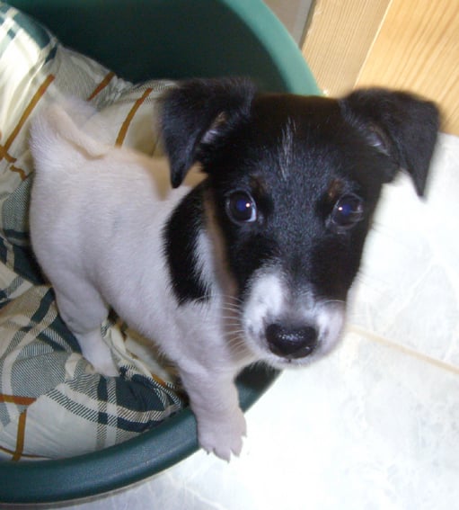 Publication : de Lubélise des Marguerites Auteur : Patrick Lefranc