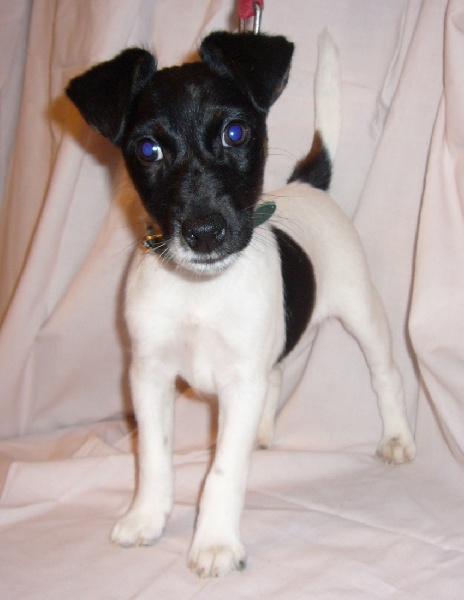 Publication : de Lubélise des Marguerites 