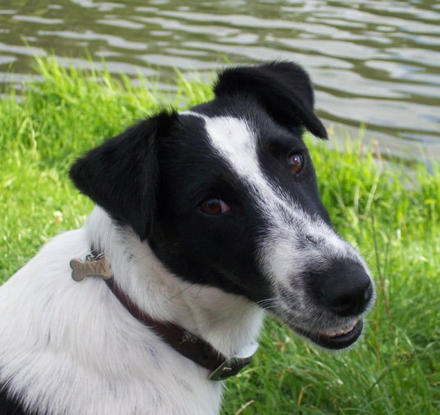 Publication : de Lubélise des Marguerites 