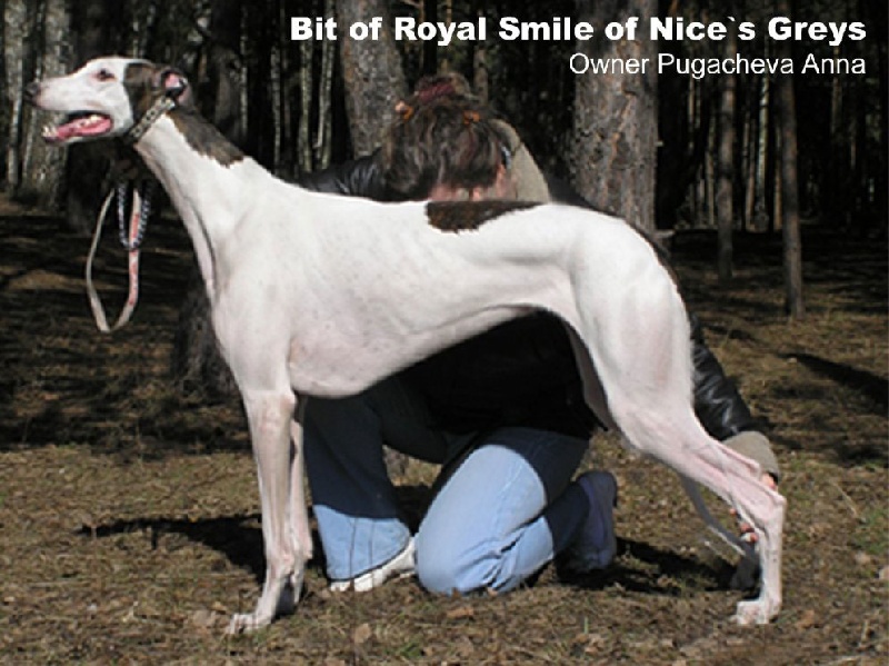 CH. Bit of royal smile of nice's greys