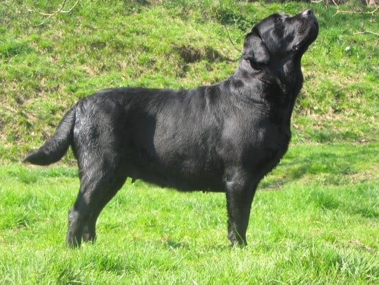 Alounna de Chantemelse