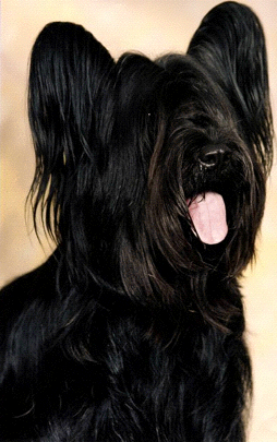 Publication : of Wallace's Coven Auteur : Shalini Ahuja