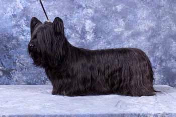 CH. lynsidemore X wallace