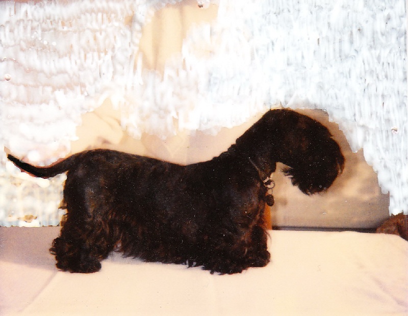 CH. Sparta sparta kvitko