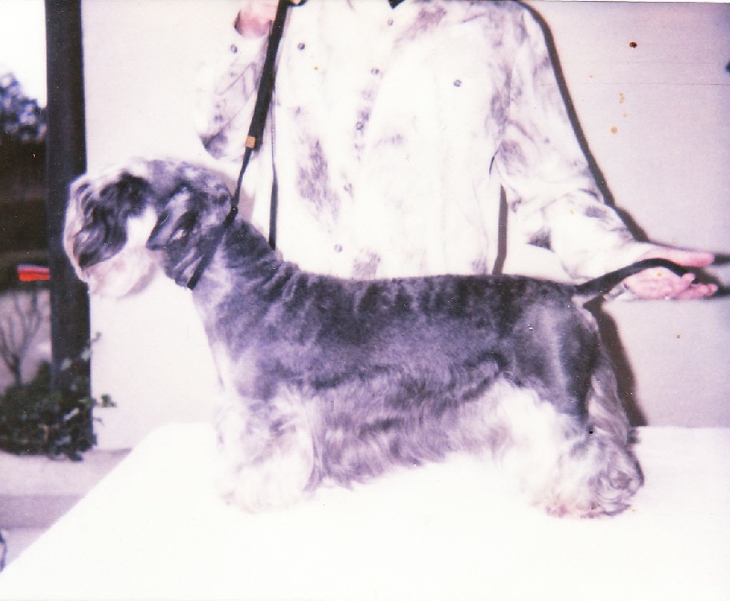 CH. devil's bridge Golias