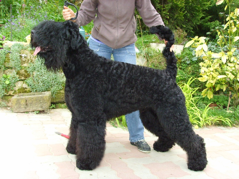 Publication : Setextra Auteur : Dervyn Svetlana